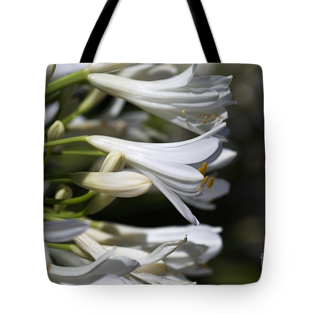Lily Of The Nile Tote Bag featuring the photograph Reaching Out Agapanthus by Joy Watson