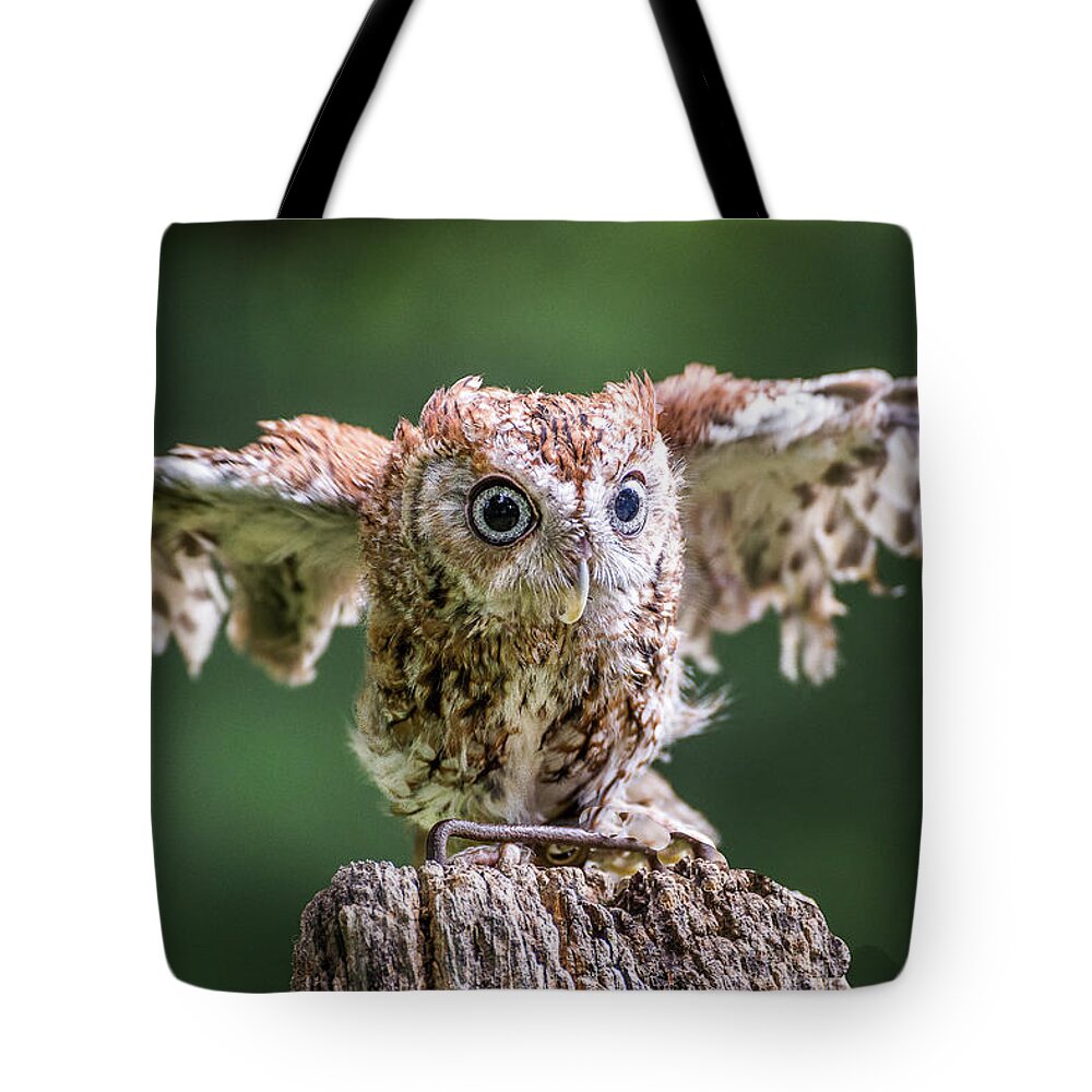 Raptors Owl Tote Bag featuring the photograph Ready for take-off by Robert Miller