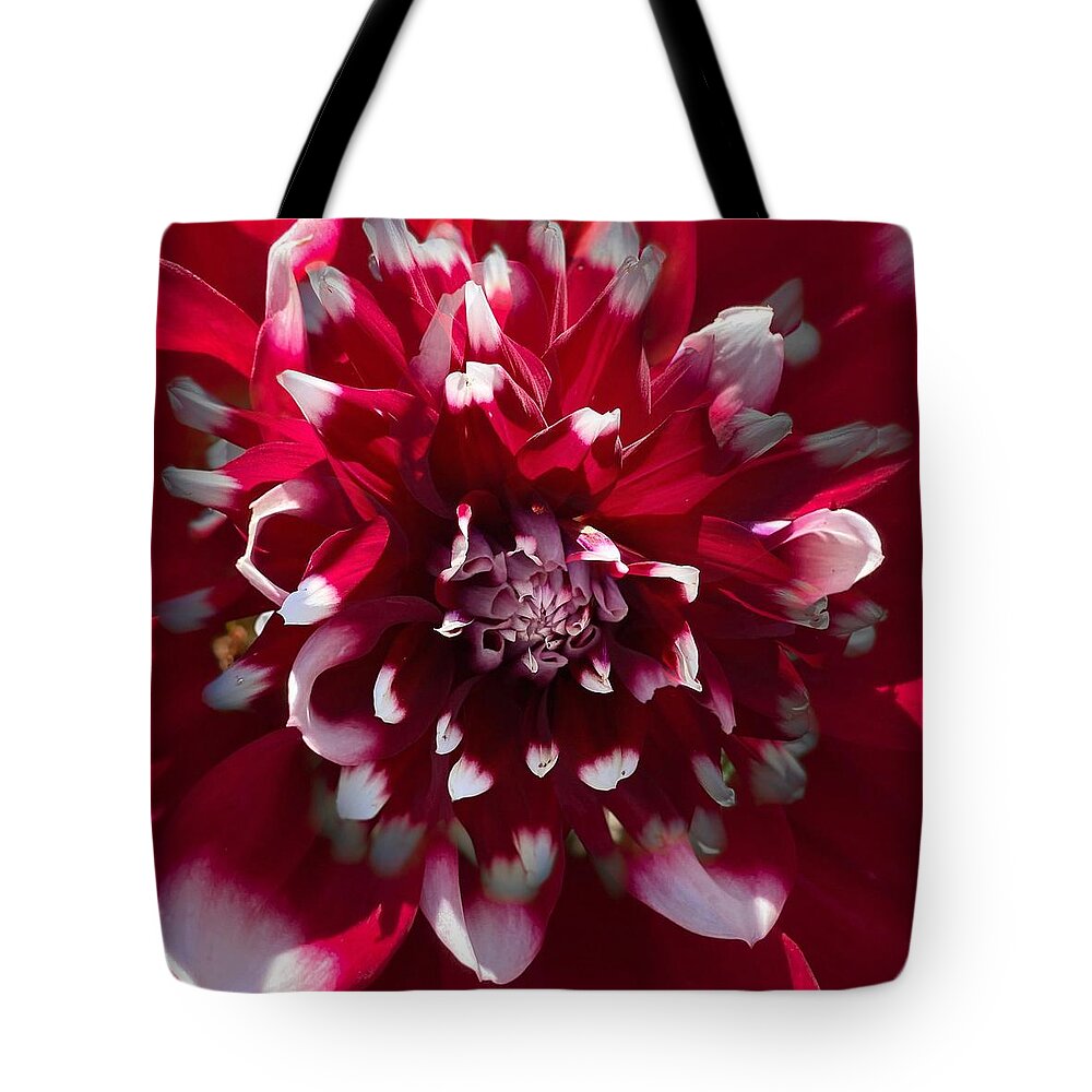 Flower Tote Bag featuring the photograph Red and White Dahlia by Jerry Abbott