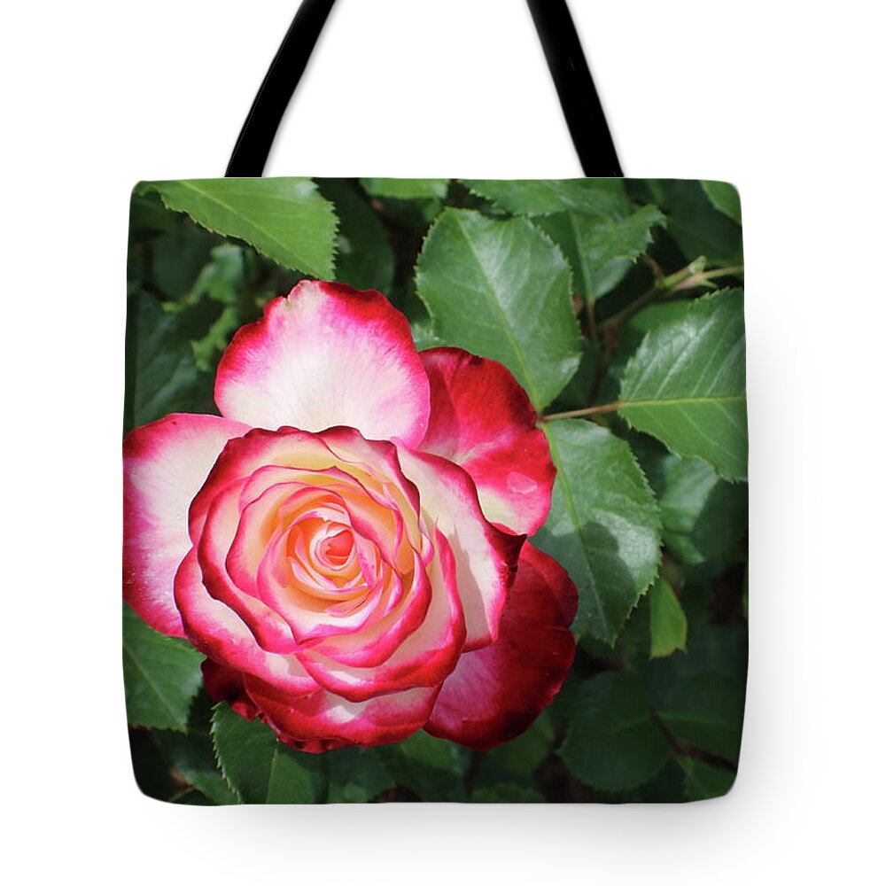 Rose Tote Bag featuring the photograph Red and White Ombre Rose by Kenneth Pope