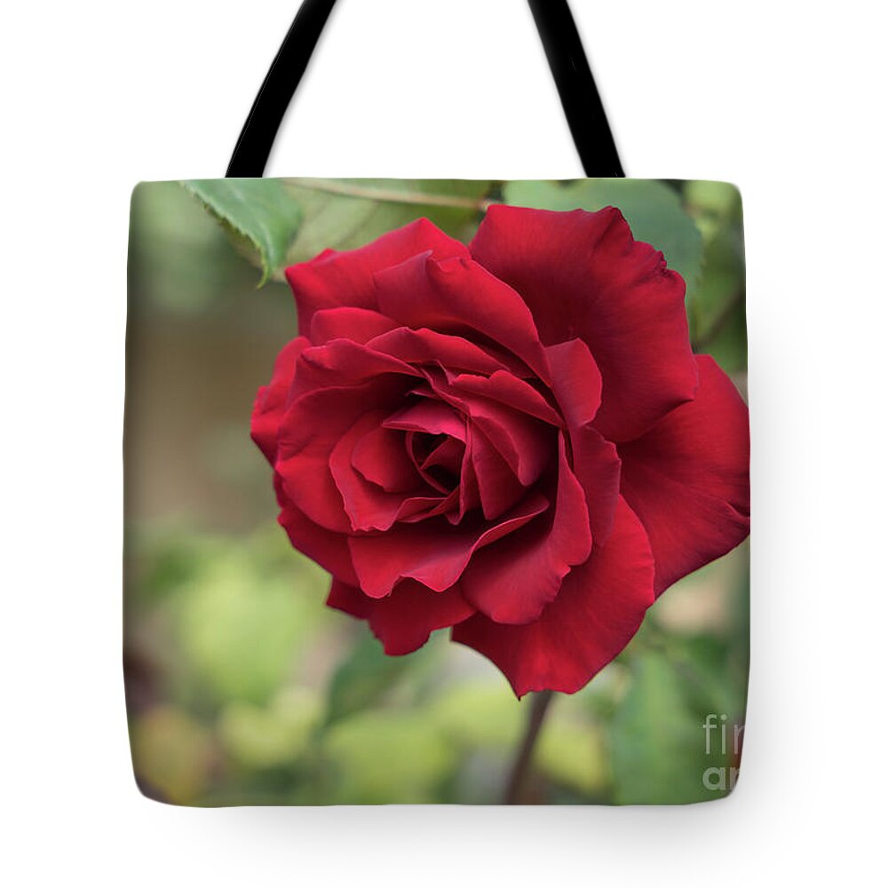 Red Rose Tote Bag featuring the photograph Red beauty in the garden by Adriana Mueller