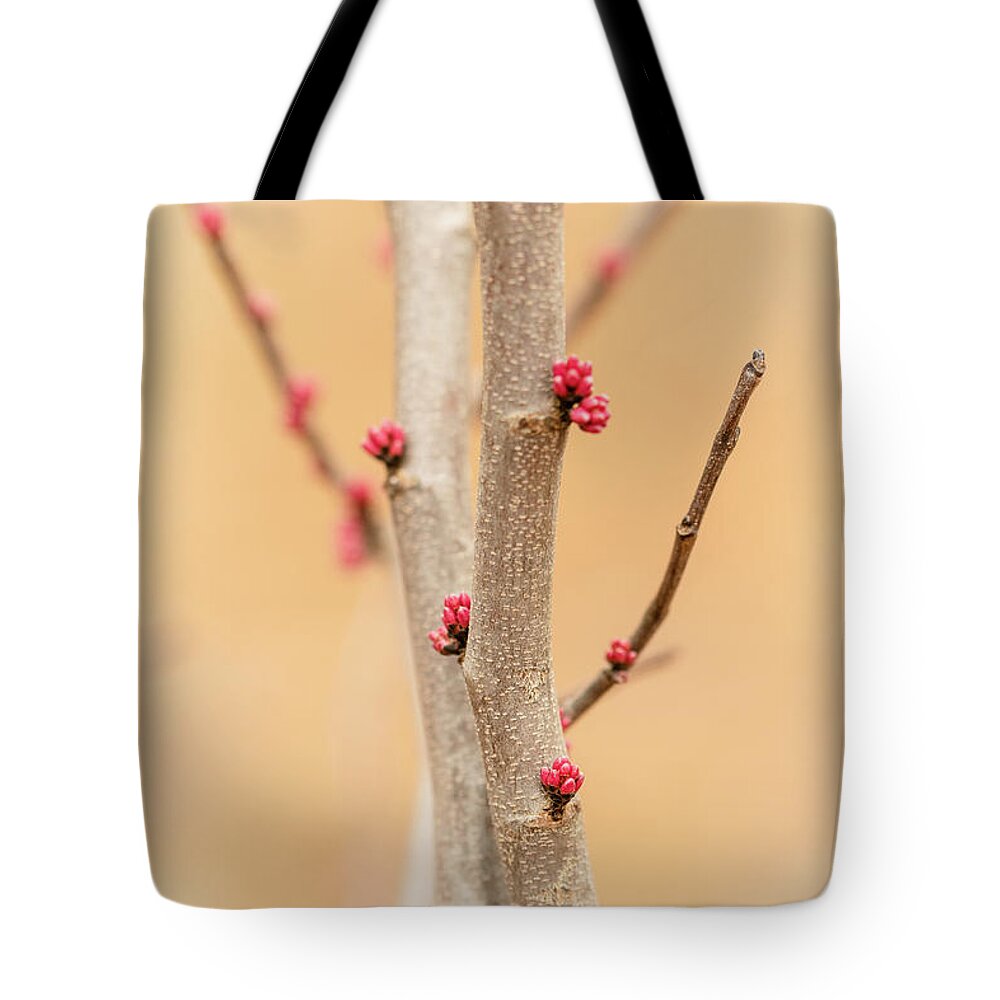 Eastern Red Bud Tree Tote Bag featuring the photograph Red Bud Buds 3 by Joni Eskridge