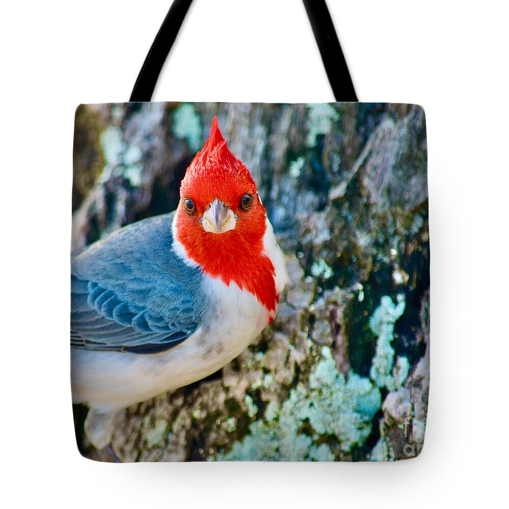 Red Crested Cardinal Tote Bag featuring the photograph Red Cardinal Beauty by Debra Banks