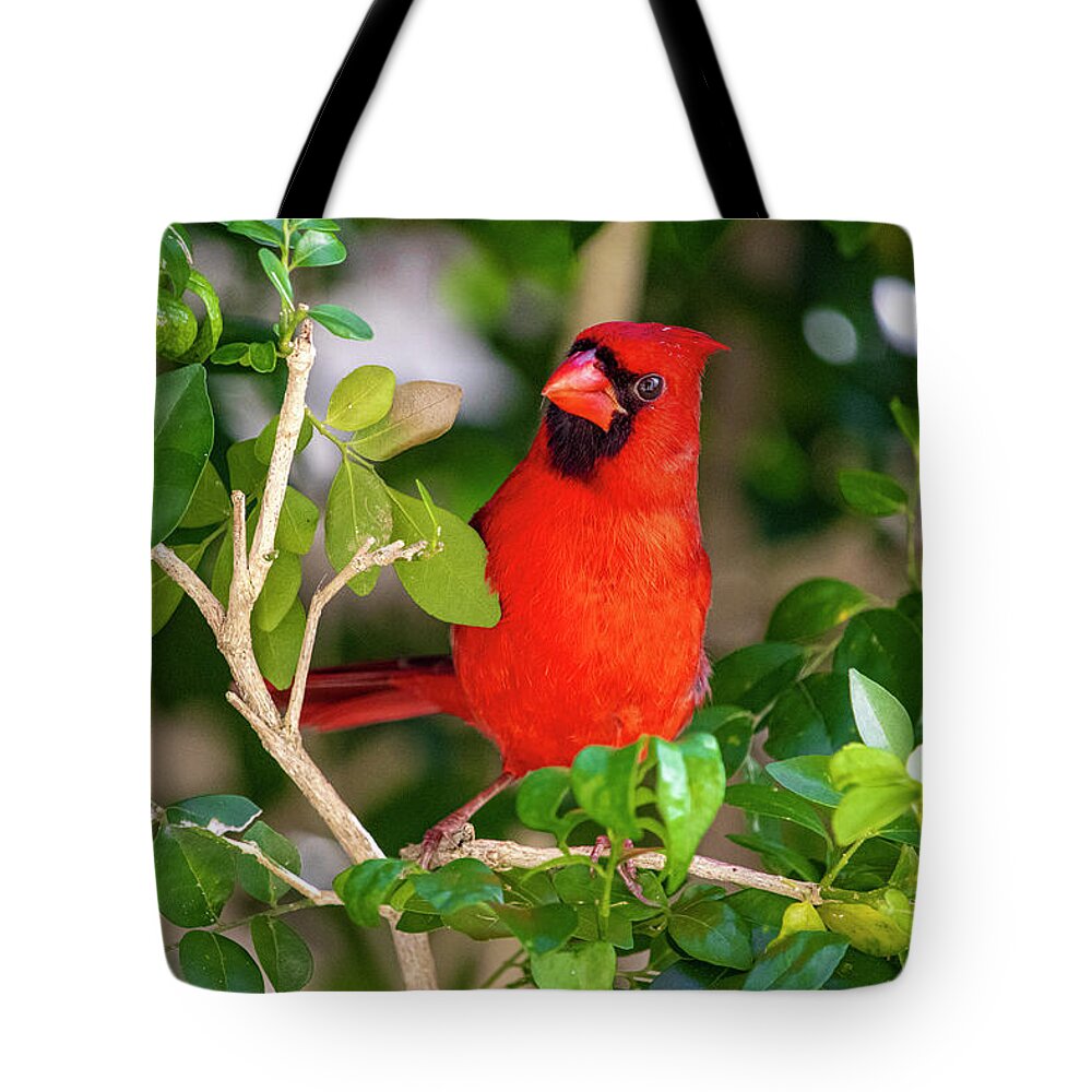 Bird Tote Bag featuring the photograph Red Cardinal Perched by Blair Damson