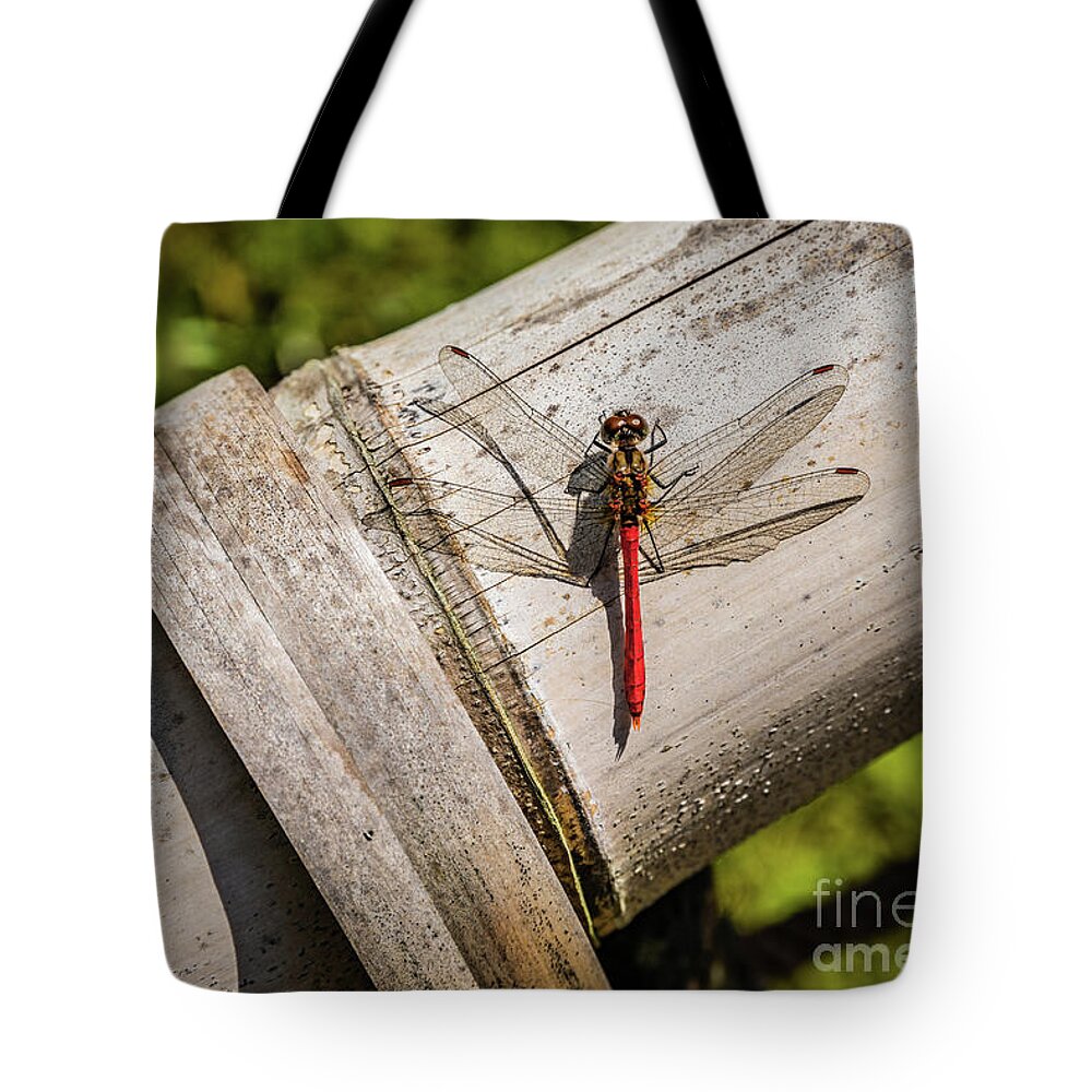 Dragonfly Tote Bag featuring the photograph Red dragonfly by Lyl Dil Creations