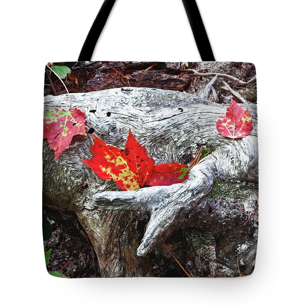 Autumn Foliage New England Tote Bag featuring the photograph Red fall against grey by Jeff Folger