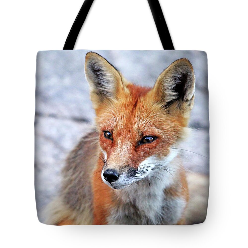Fox Tote Bag featuring the photograph Red Fox Portrait by Debbie Oppermann