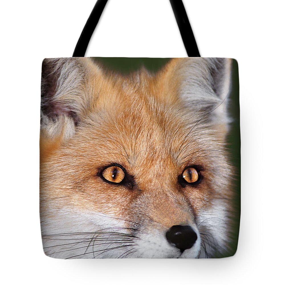 Red Fox Tote Bag featuring the photograph Red Fox Portrait Wildlife Rescue by Dave Welling