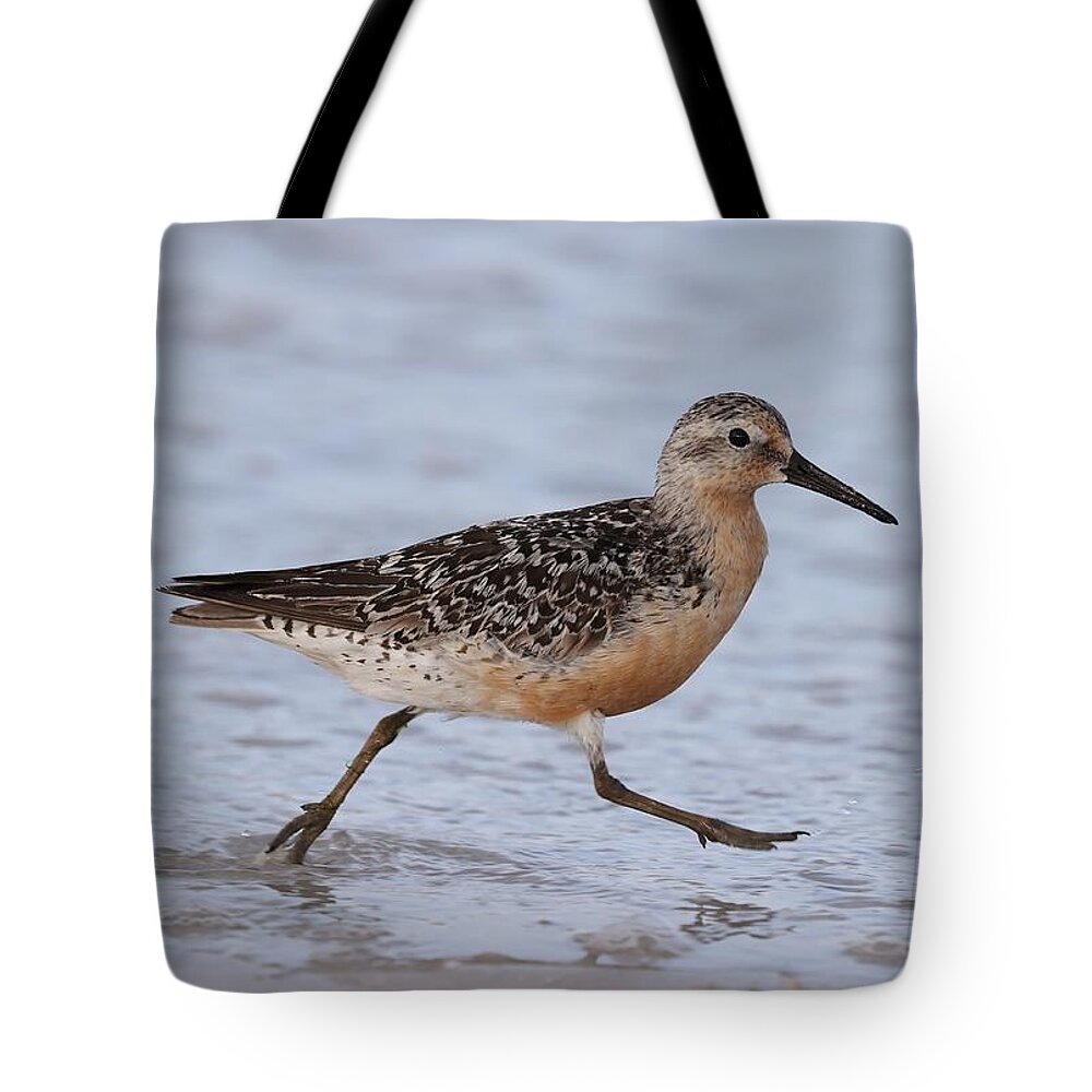 Red Knot Tote Bag featuring the photograph Red Knot on the Run by Mingming Jiang