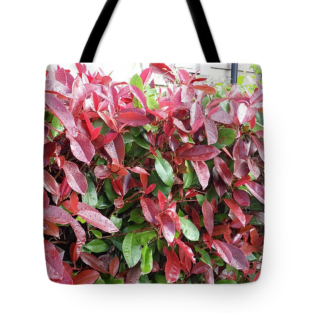 Plant Images Tote Bag featuring the painting Red Leaves in Cornwall by Roxy Rich