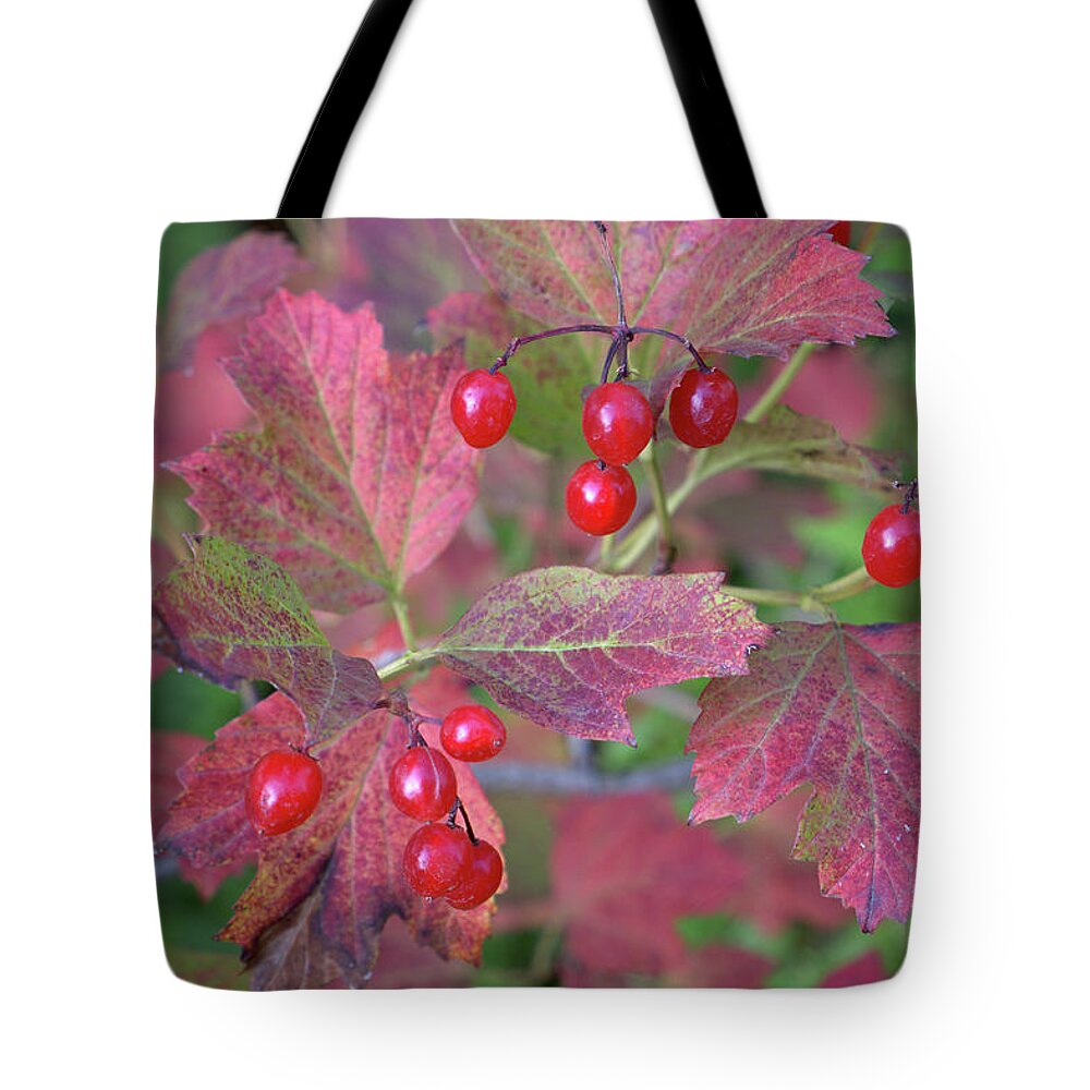Nature Tote Bag featuring the photograph Red Of Autumn by Andrii Maykovskyi