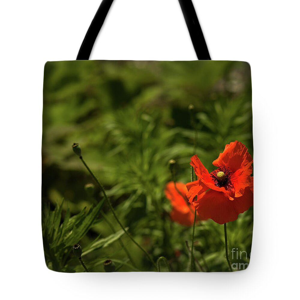Red Tote Bag featuring the photograph Red poppy by Agnes Caruso