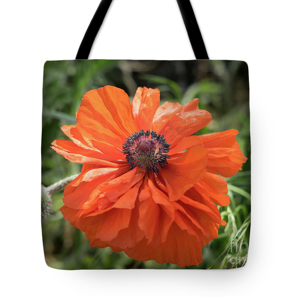 Poppy Tote Bag featuring the photograph Red poppy blooms on the green summer meadow by Adriana Mueller