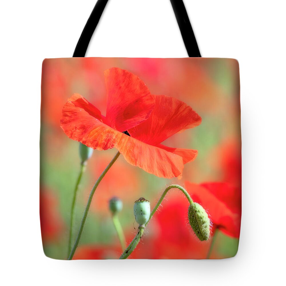 Red Tote Bag featuring the photograph Red Poppy II by Catherine Avilez