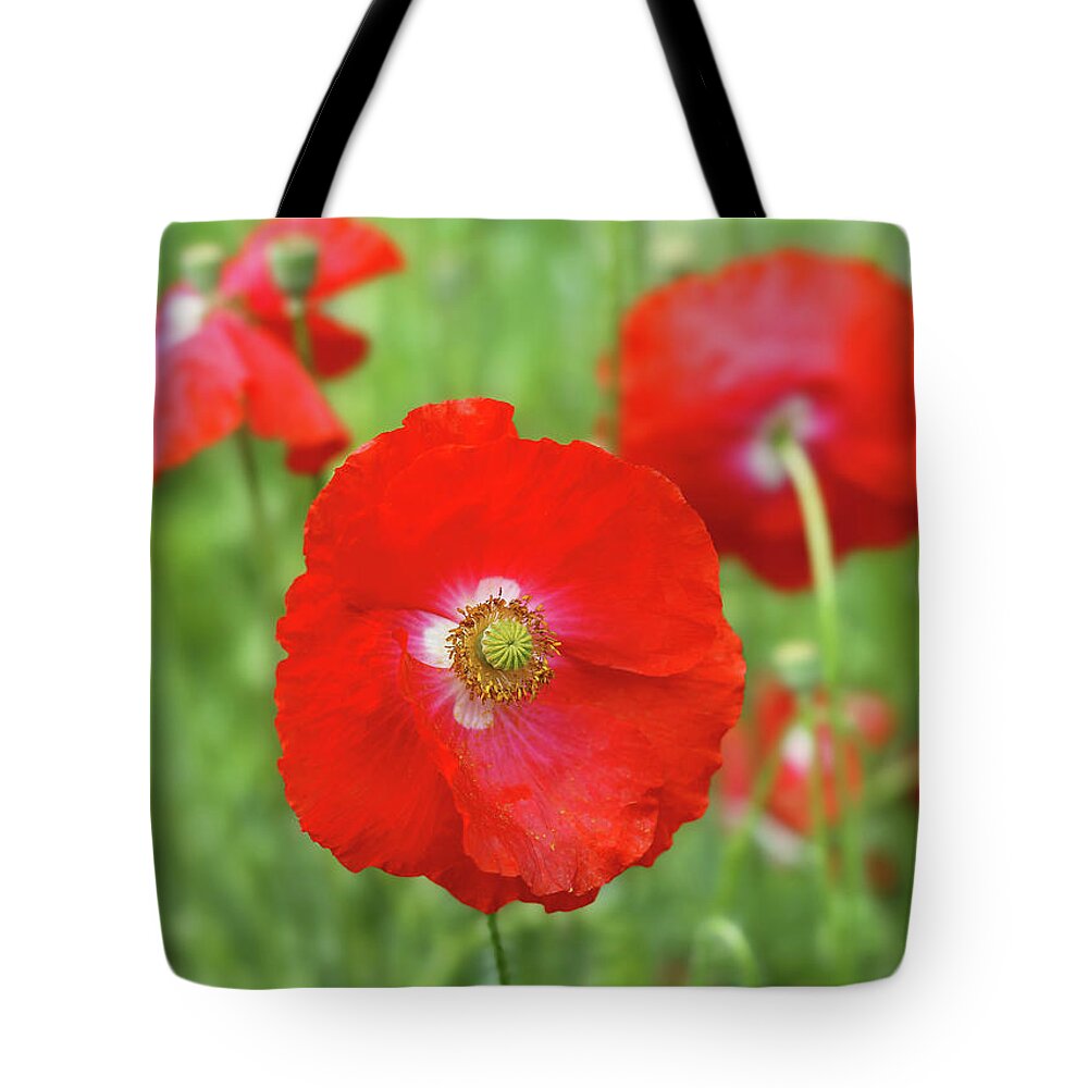 Poppy Tote Bag featuring the photograph Red Poppy by Maria Meester