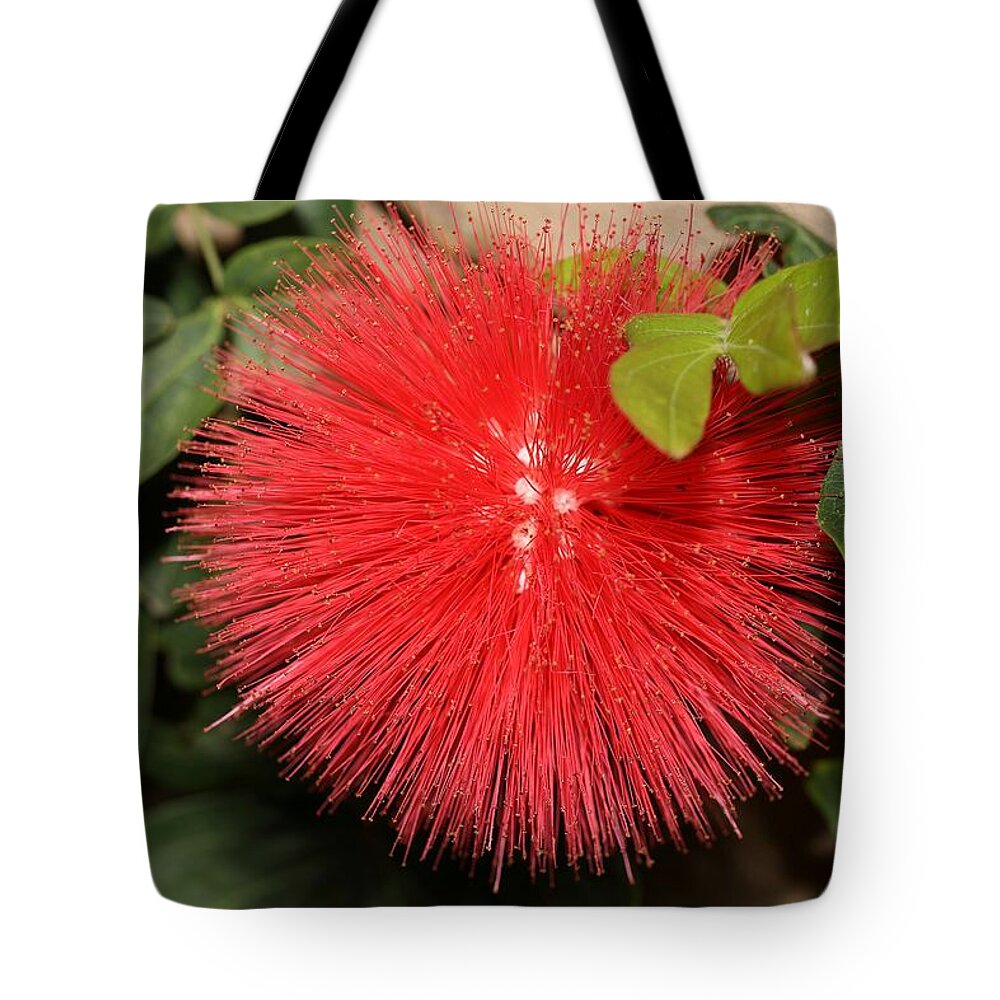 Red Powder Puff Tote Bag featuring the photograph Red Powder Puff Flower by Mingming Jiang