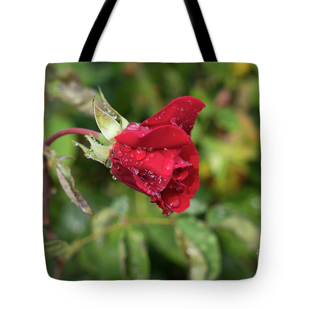 Rose Tote Bag featuring the photograph Red rose bud with water pearls by Adriana Mueller