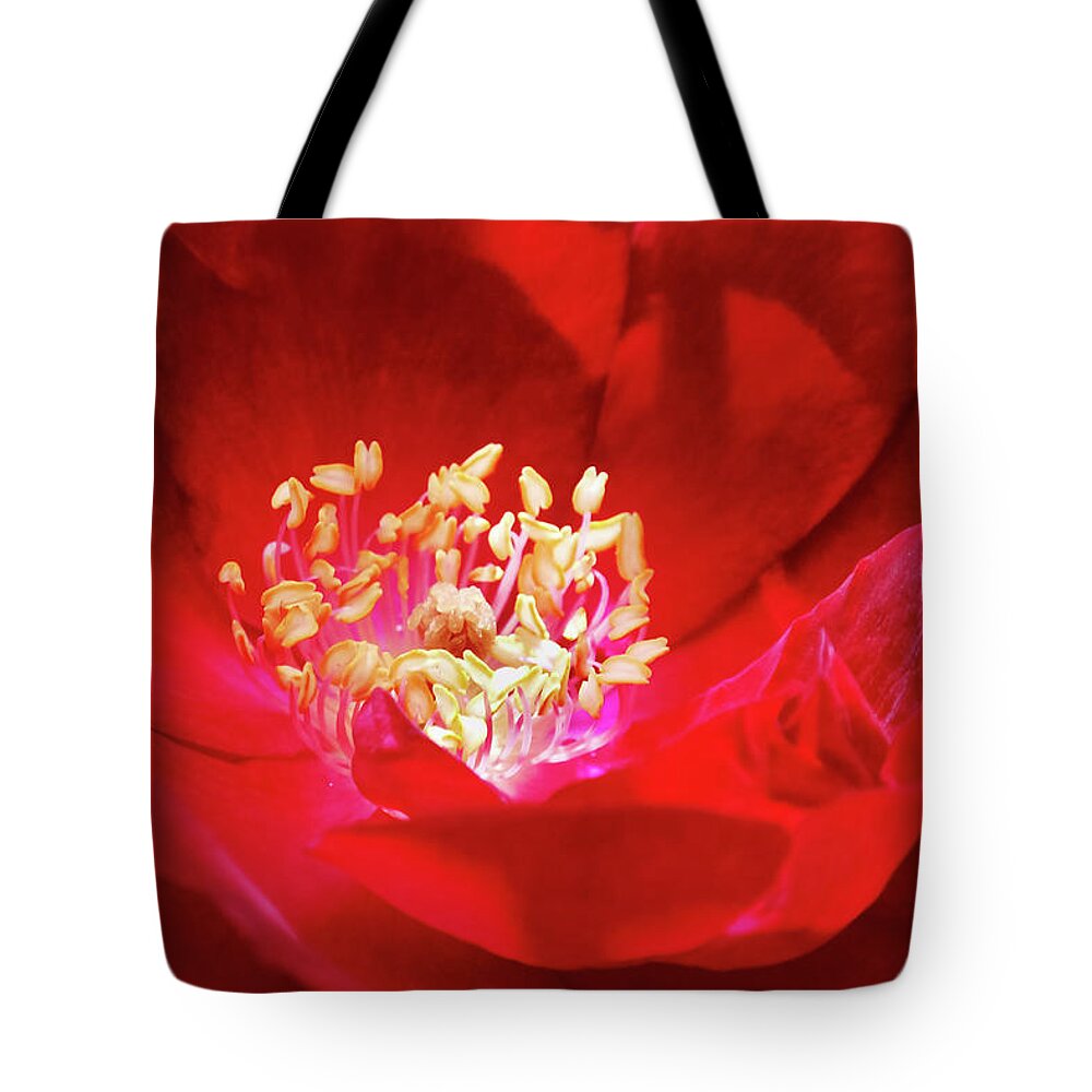 Roses Tote Bag featuring the photograph Red Rose by Christina Rollo