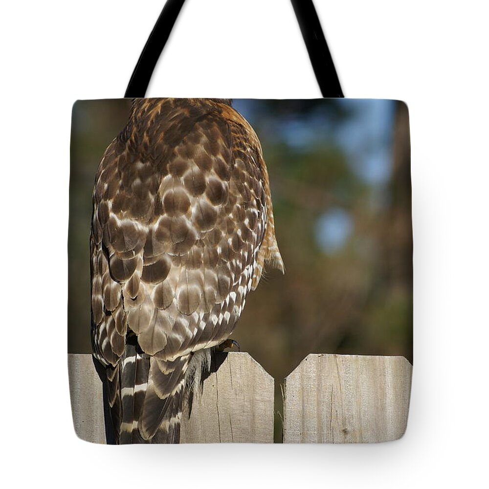  Tote Bag featuring the photograph Red-Shouldered Hawk by Heather E Harman