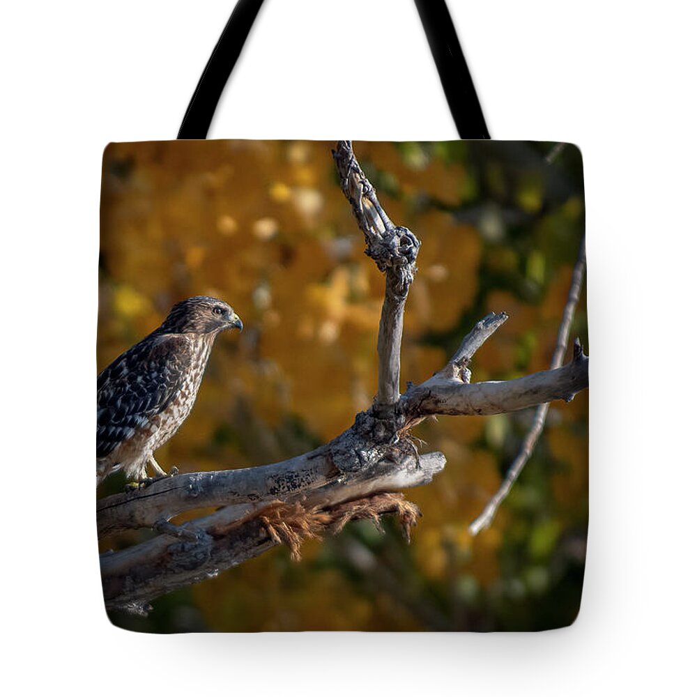 Red Shouldered Hawk Tote Bag featuring the photograph Red Shouldered Hawk by Rick Mosher