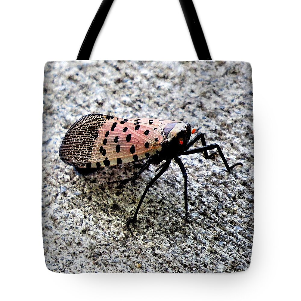 Insects Tote Bag featuring the photograph Red Spotted Lanternfly Closeup by Linda Stern