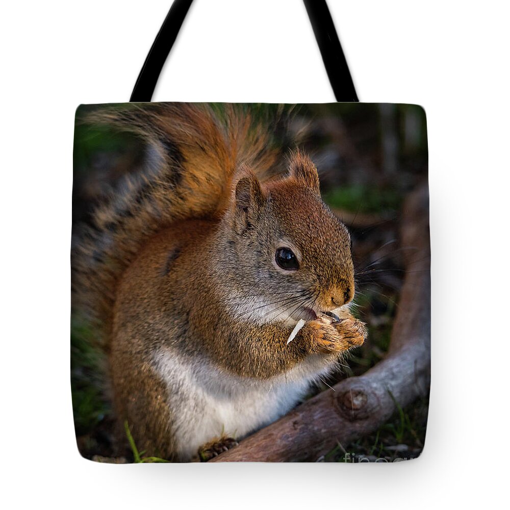 Red Squirrel Tote Bag featuring the photograph Red Squirrel eating Sunflower Seeds by Lorraine Cosgrove