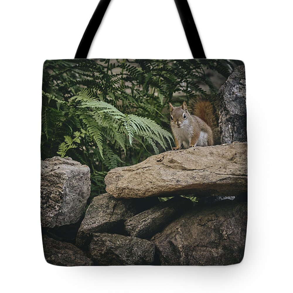 Red Squirrels Tote Bag featuring the photograph Red Squirrels rock wall 1 by Bob Orsillo