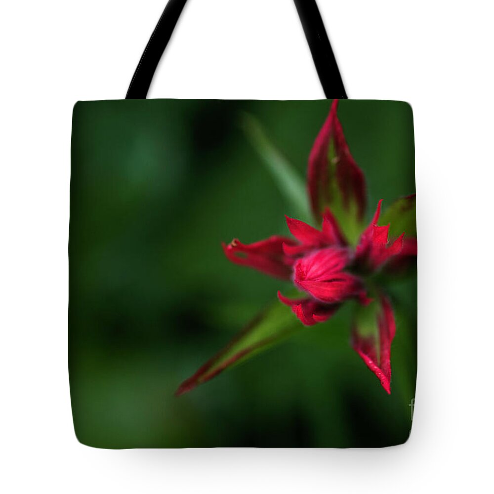 Flower Tote Bag featuring the photograph Red Star by Pamela Dunn-Parrish