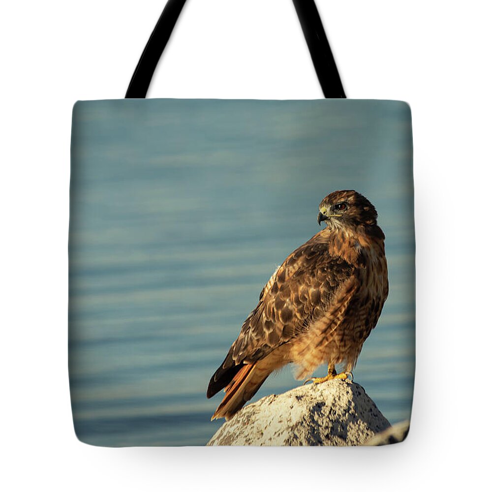 Fast Tote Bag featuring the photograph Red Tail by Mike Lee