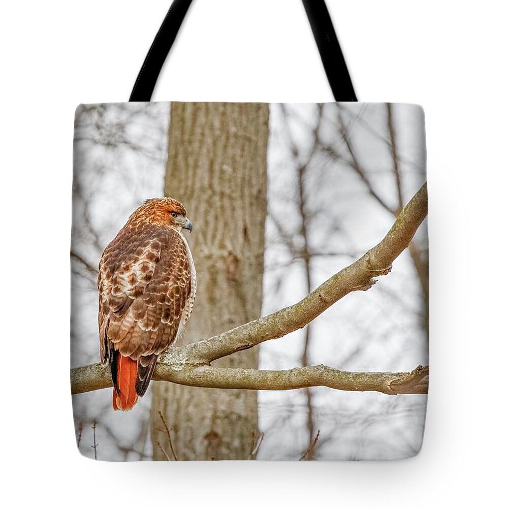 Bird Tote Bag featuring the photograph Red Tailed Hawk - back profile by Ron Grafe