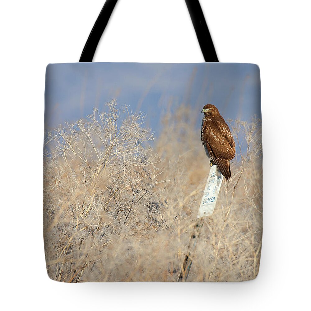 Red-tailed Tote Bag featuring the photograph Red-tailed Hawk - Lower Klamath Tule Lake California by Ram Vasudev