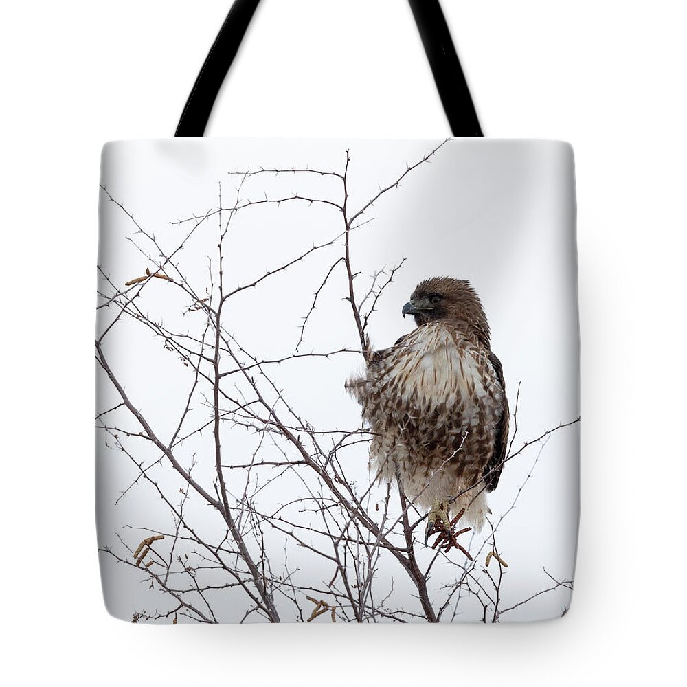 Birds Of Prey Tote Bag featuring the photograph Red-tailed Hawk by Maresa Pryor-Luzier