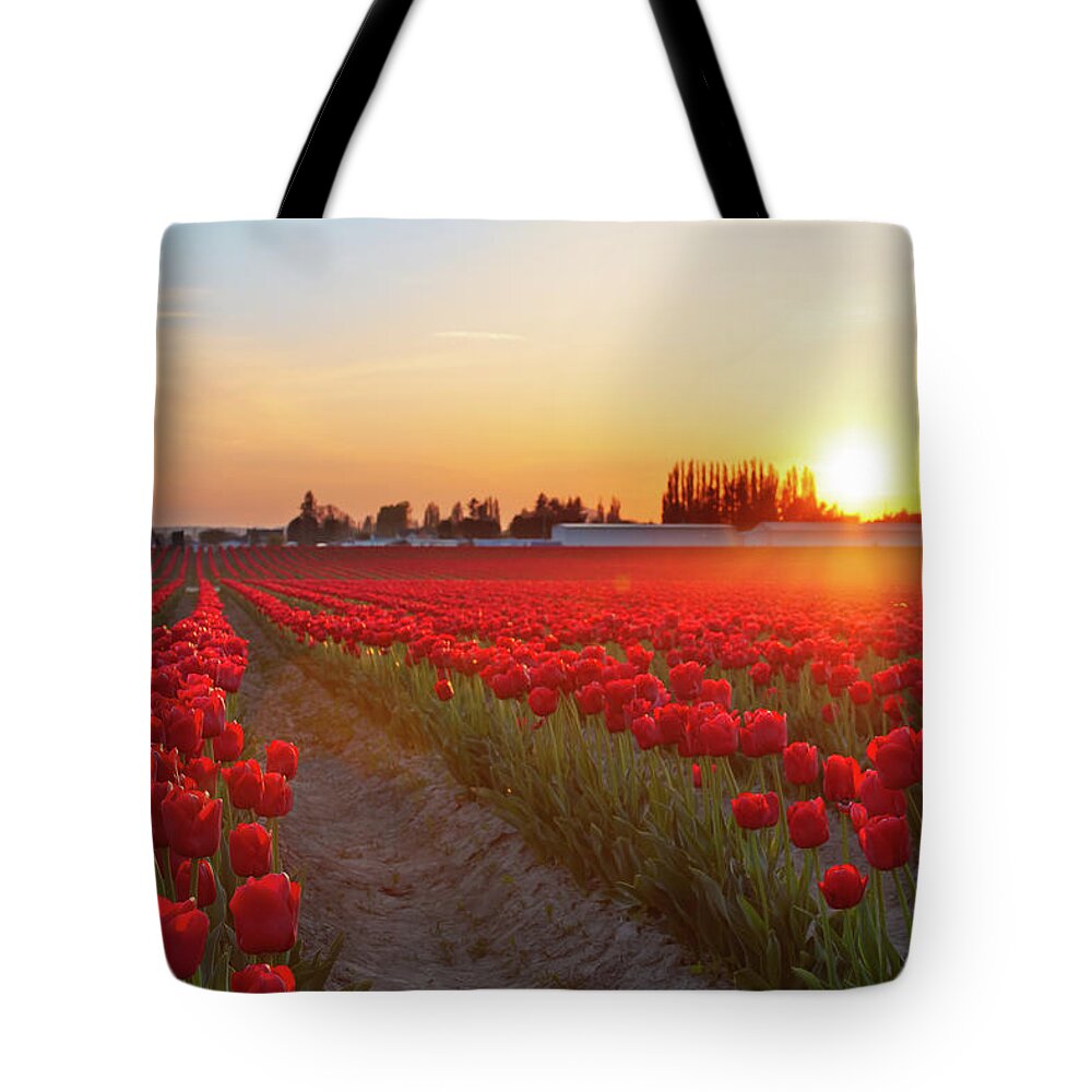 Tulips Tote Bag featuring the photograph Red Tulip Sunset by Michael Rauwolf