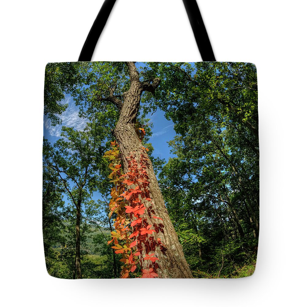 Monongahela Tote Bag featuring the photograph Red Vine on Oak Tree by Carolyn Hutchins