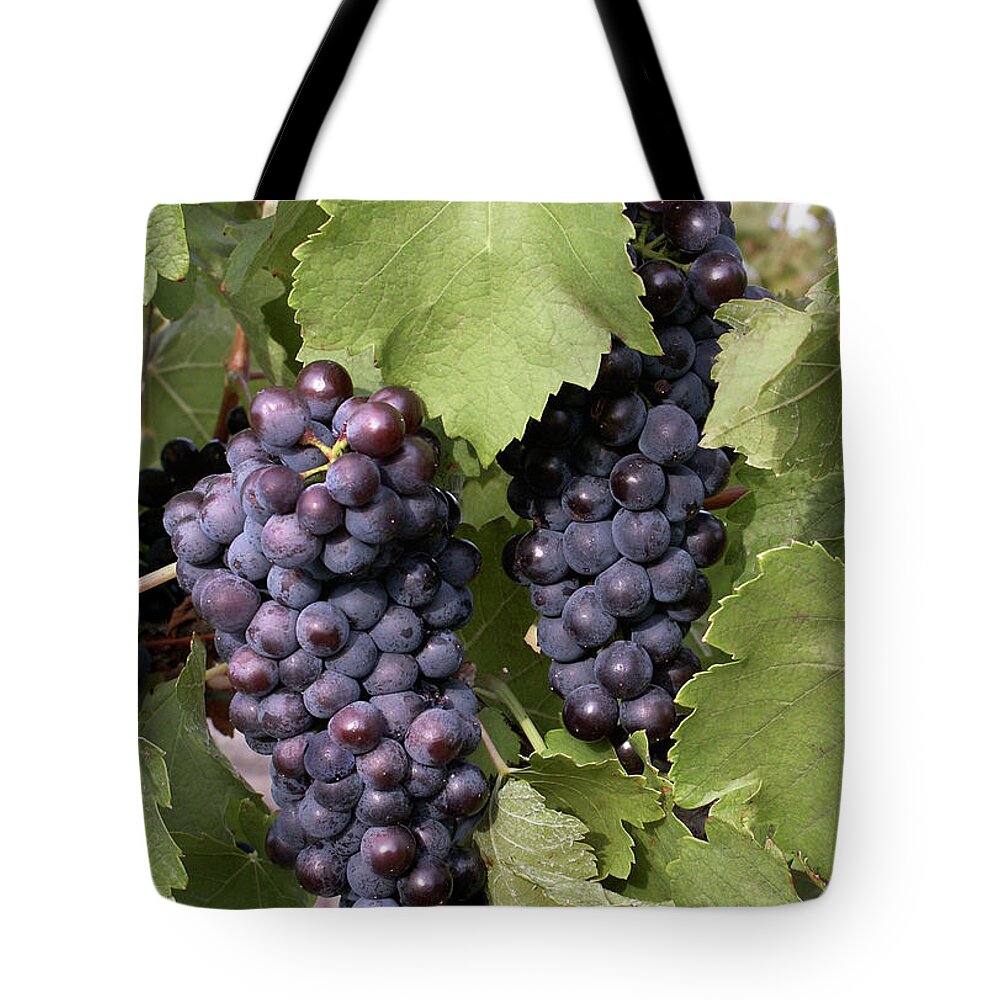 Red Grapes Tote Bag featuring the photograph Red Wine Grapes - Niagara on the Lake by Kenneth Lane Smith