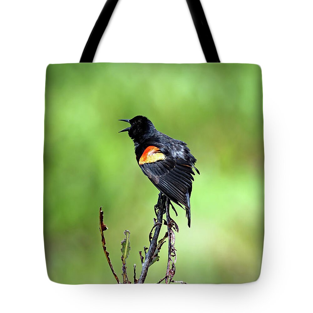 Florida Tote Bag featuring the photograph Red Wing Singing by Jennifer Robin