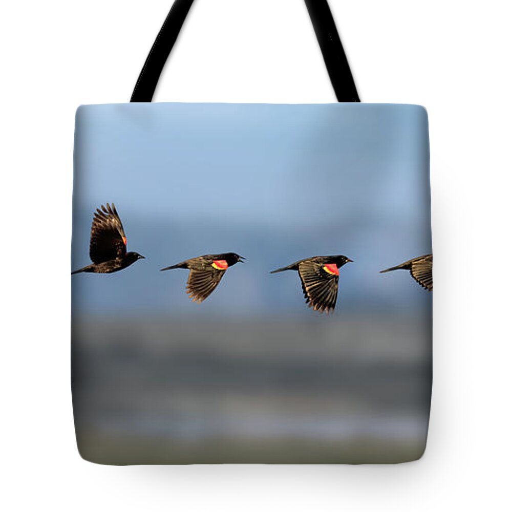 Red Winged Black Bird Tote Bag featuring the photograph Red Winged Black Bird Flight Sequence by Rick Mosher