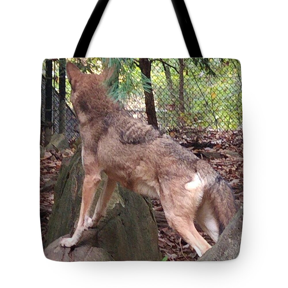 Wolf Tote Bag featuring the photograph Red Wolf Asheboro NC Zoo by Kim Galluzzo Wozniak