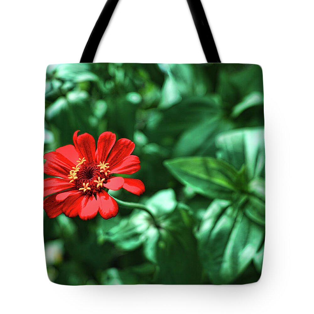 Zinnia Tote Bag featuring the photograph Red Zinnia by Roberto Aloi