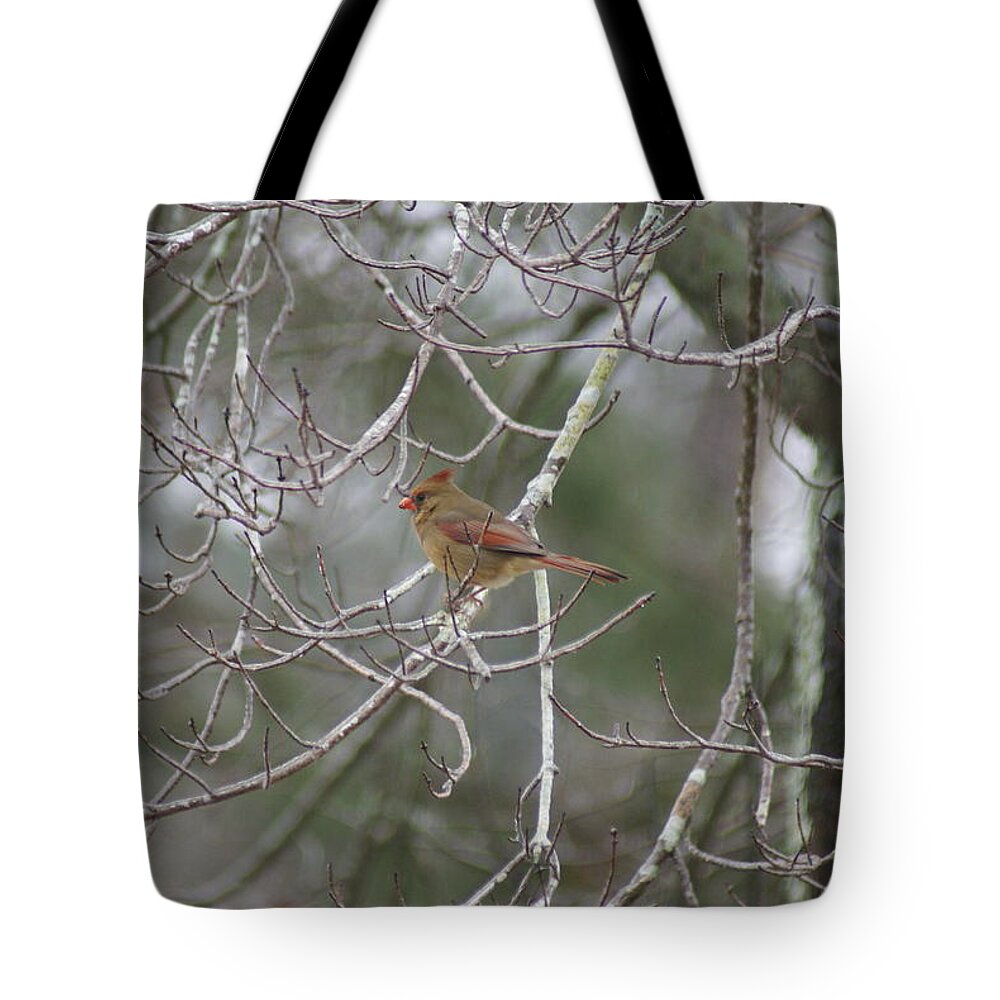  Tote Bag featuring the photograph Redbird Female by Heather E Harman