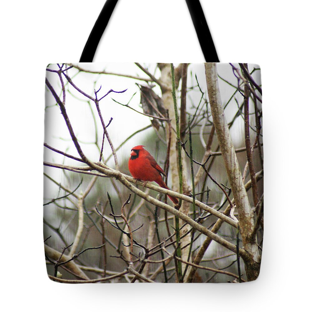  Tote Bag featuring the photograph Redbird Male by Heather E Harman