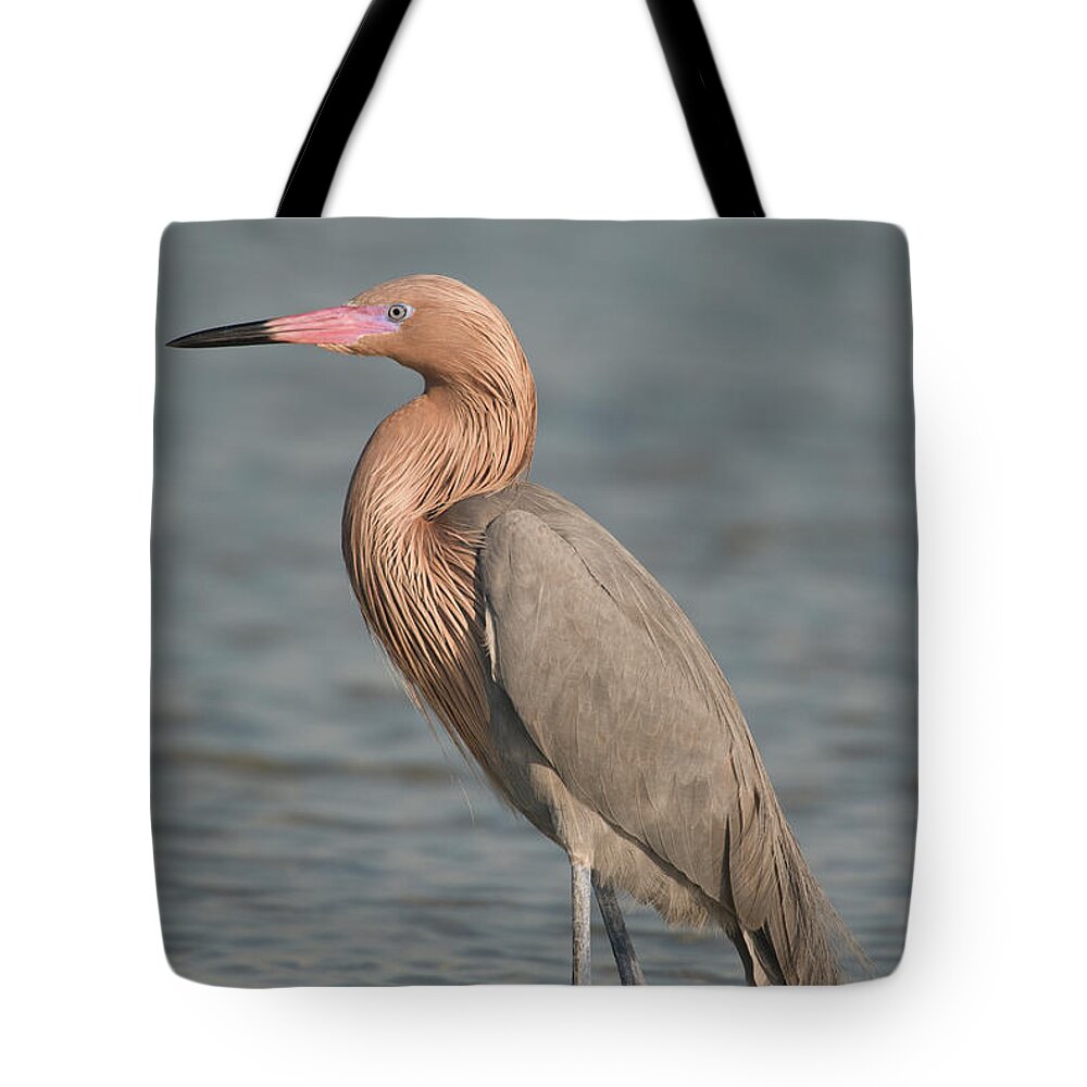 00478487 Tote Bag featuring the photograph Reddish Egret Wading by Steve Gettle