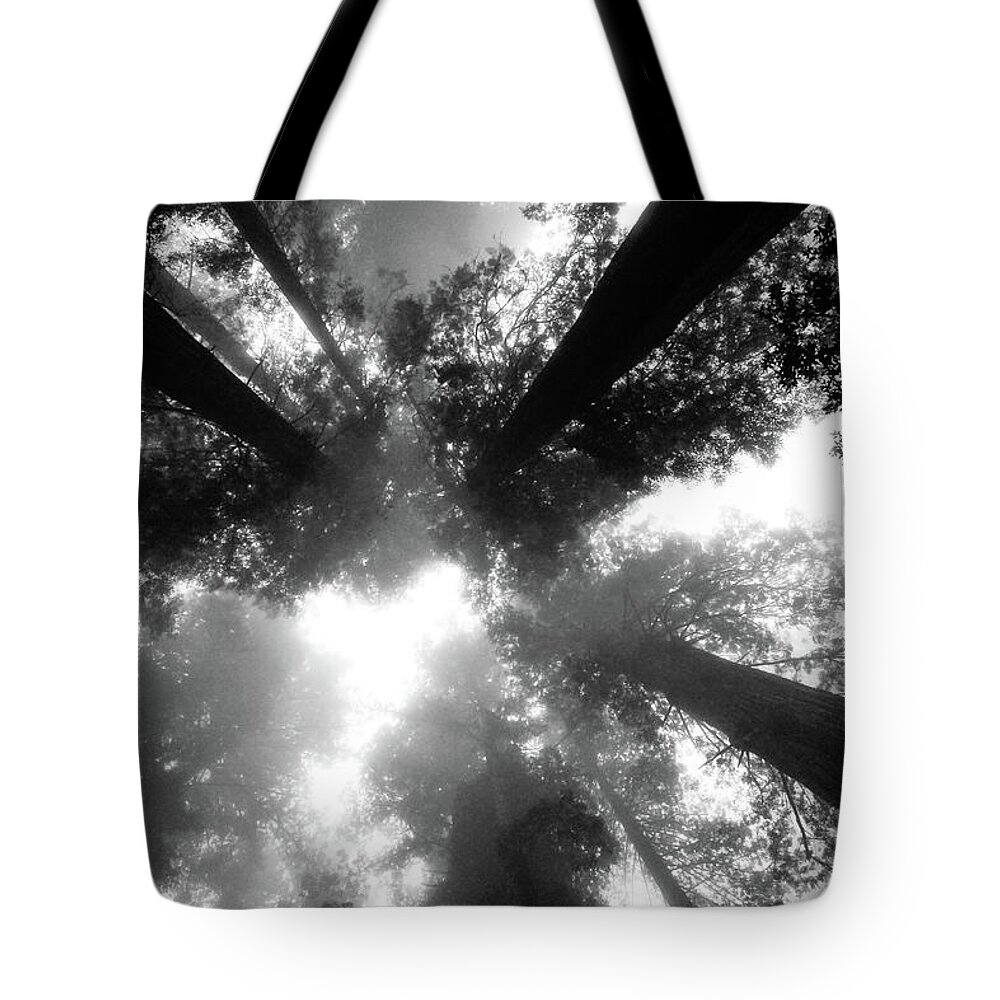 Redwood Tote Bag featuring the photograph Redwoods in the fog by Craig A Walker