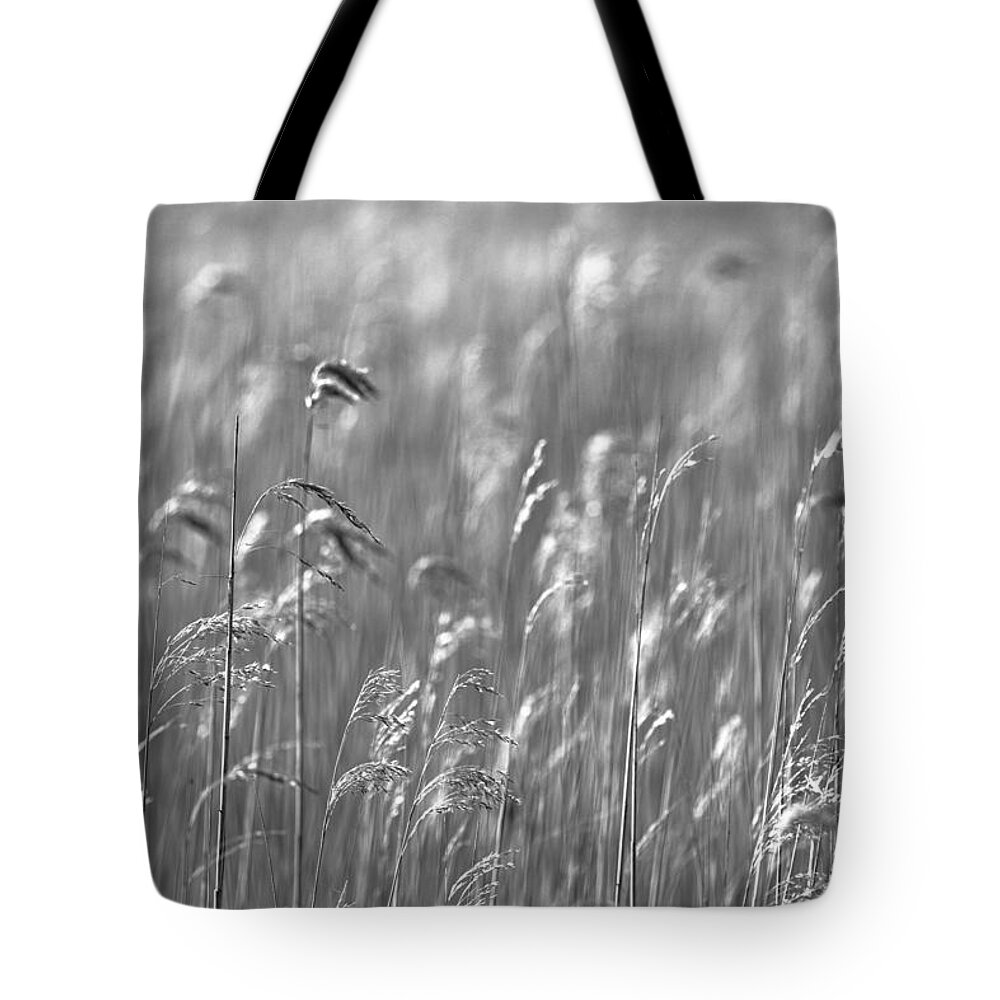 Reed Tote Bag featuring the photograph Reed forest by MPhotographer