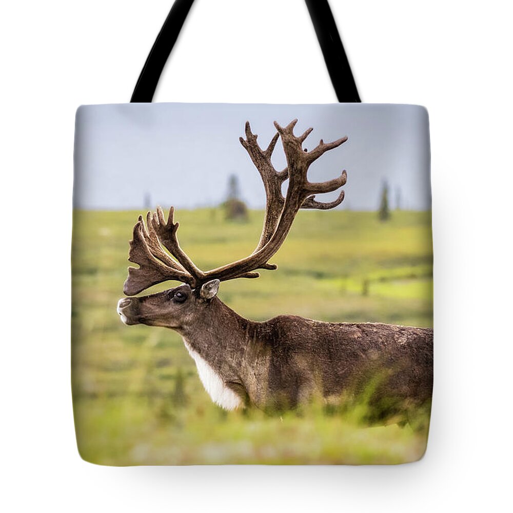 Reindeer Tote Bag featuring the photograph Reindeer with beautiful antlers by Lyl Dil Creations