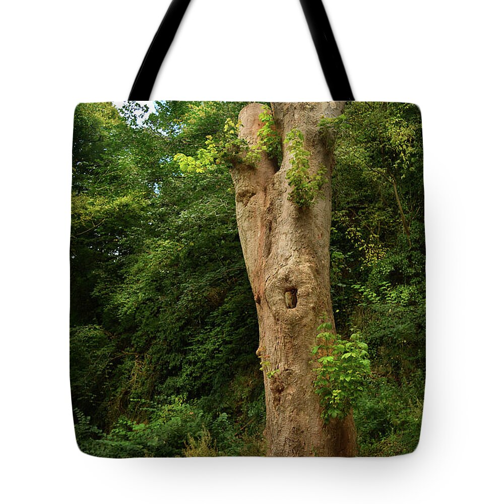Tree Tote Bag featuring the photograph Rejuvenation by Yvonne Johnstone