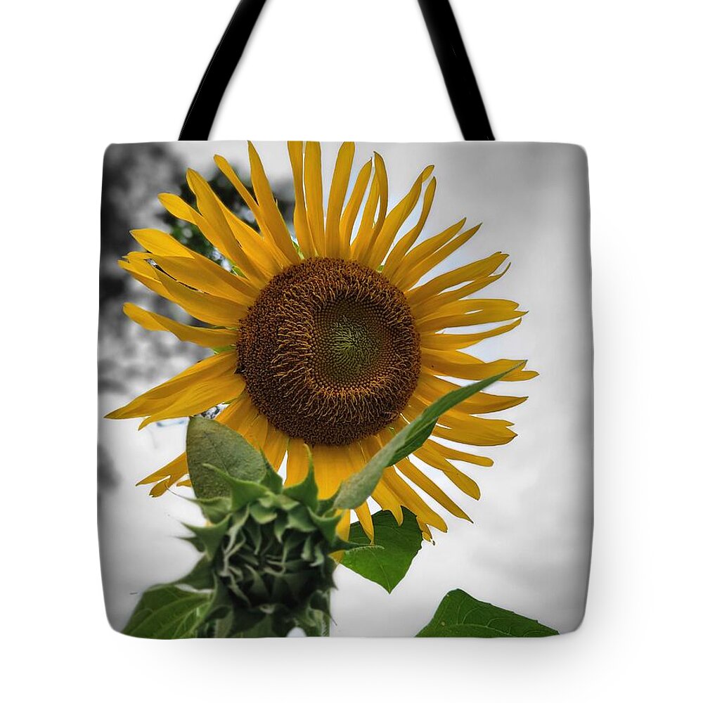 Sunflower Tote Bag featuring the photograph Resiliency, Endurance, Hope by Lizette Tolentino