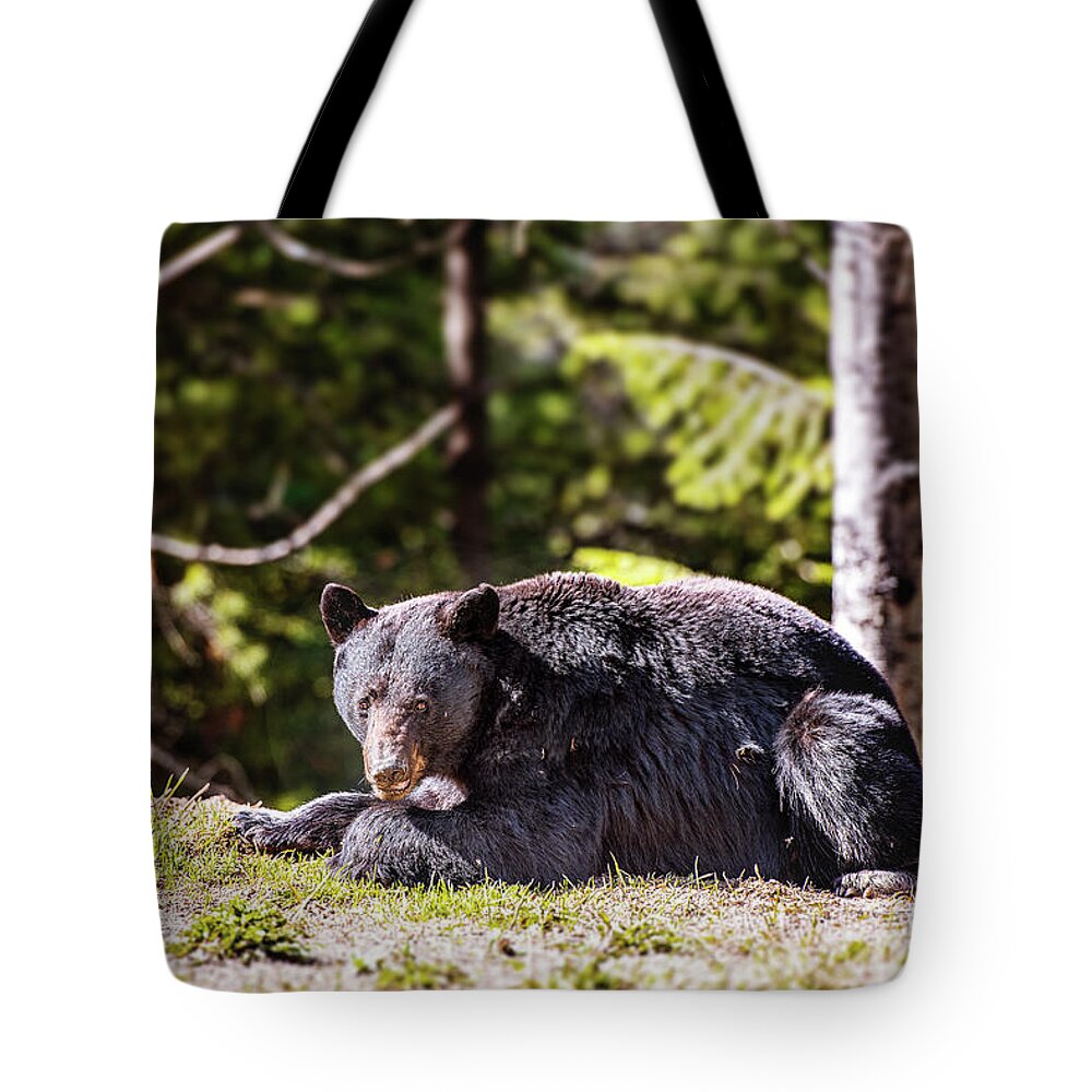 Black Bear Tote Bag featuring the photograph Resting Bear by Canadart -