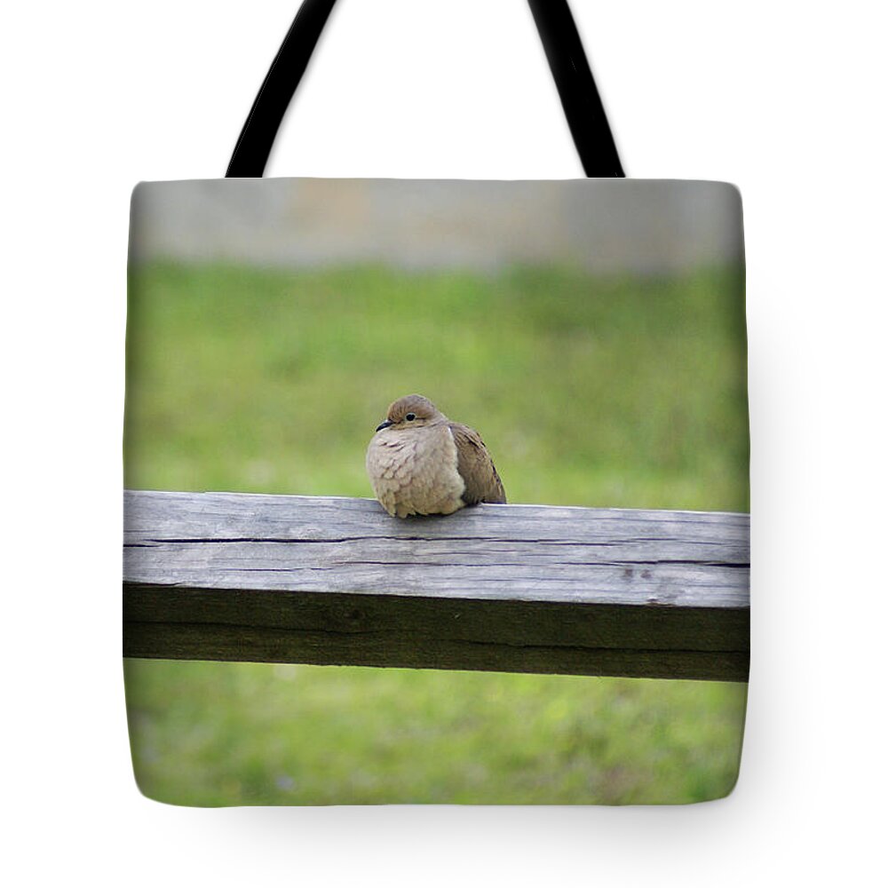  Tote Bag featuring the photograph Resting Dove by Heather E Harman