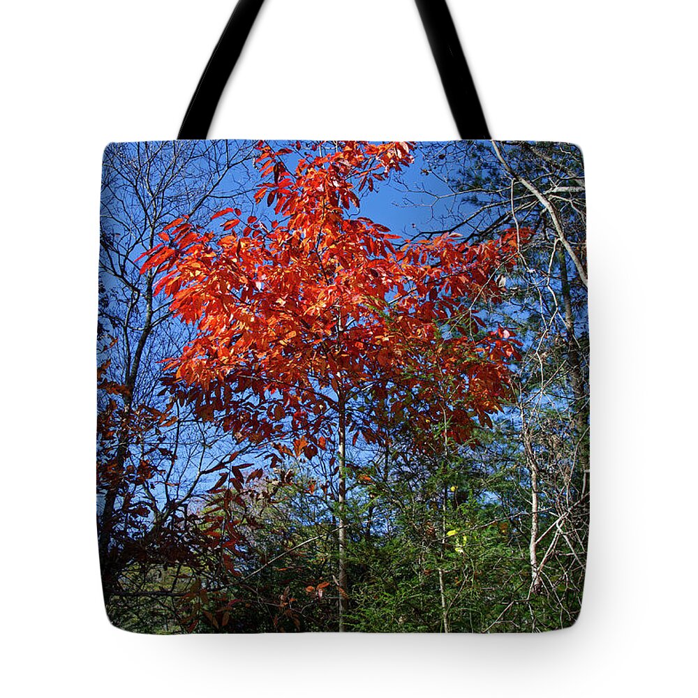 Autumn Tote Bag featuring the photograph Return to Autumn by Phil Perkins